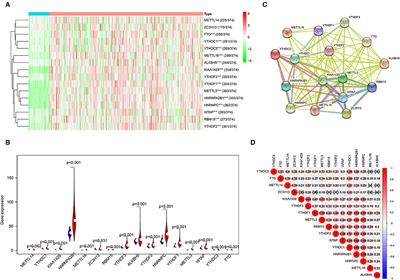 Identification and Validation of the N6-Methyladenosine RNA Methylation Regulator YTHDF1 as a Novel Prognostic Marker and Potential Target for Hepatocellular Carcinoma